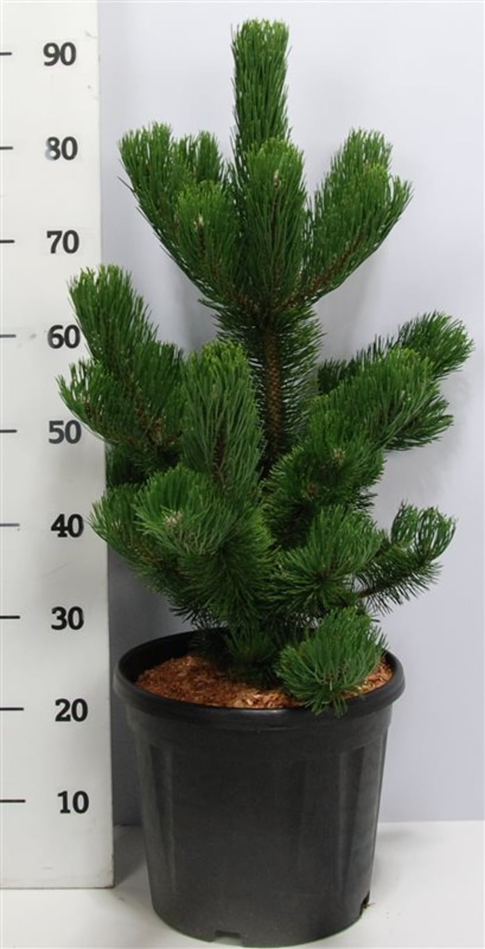 Pinus nigra 'Oregon Green' - C12 60-70 CM